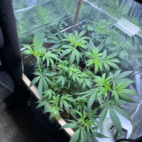 Automática Mysterious growlog timeline photo