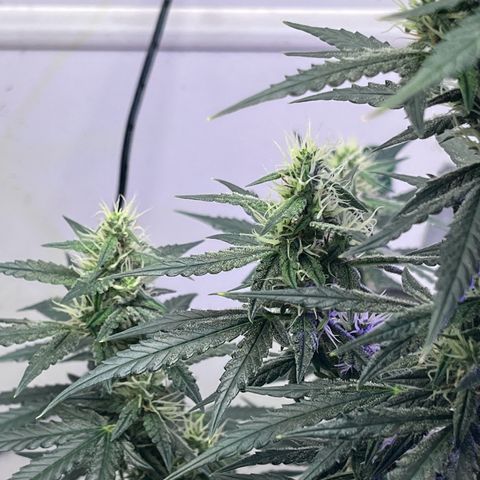 Automática Mysterious growlog timeline photo