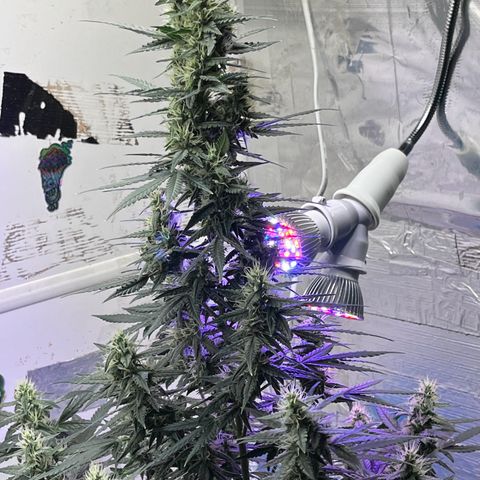 Automática Mysterious growlog timeline photo