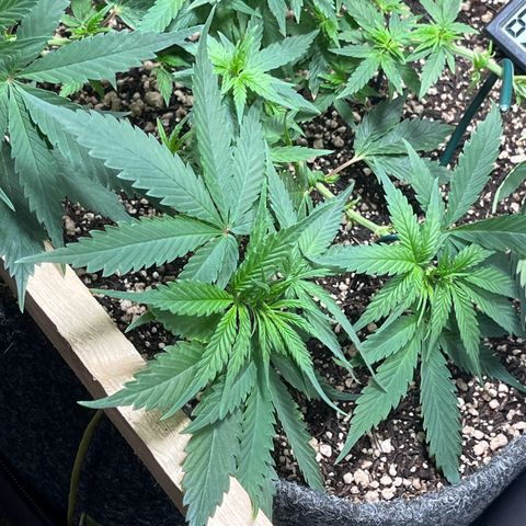 Automática Mysterious growlog timeline photo