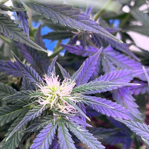 Automática Mysterious growlog timeline photo