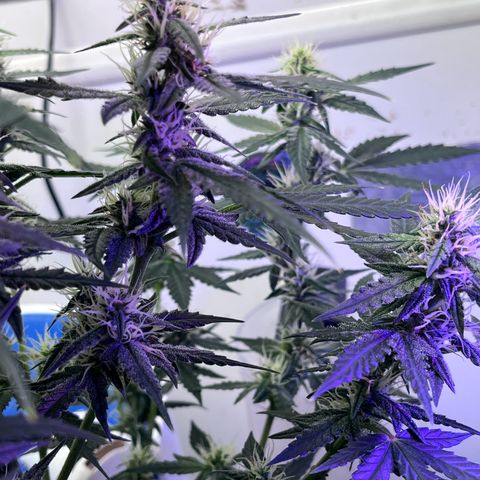 Automática Mysterious growlog timeline photo