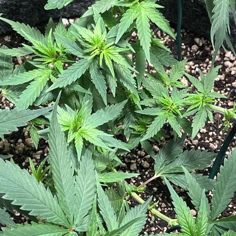 Automática Mysterious growlog timeline photo