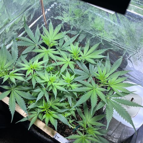 Automática Mysterious growlog timeline photo