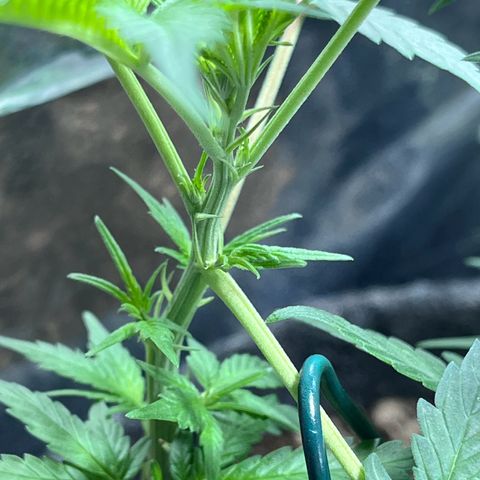 Automática Mysterious growlog timeline photo