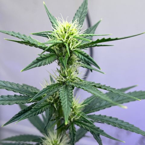 Automática Mysterious growlog timeline photo