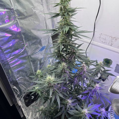 Automática Mysterious growlog timeline photo