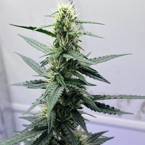 Automática Mysterious growlog timeline photo