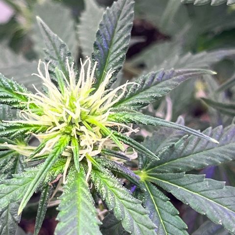 Automática Mysterious growlog timeline photo