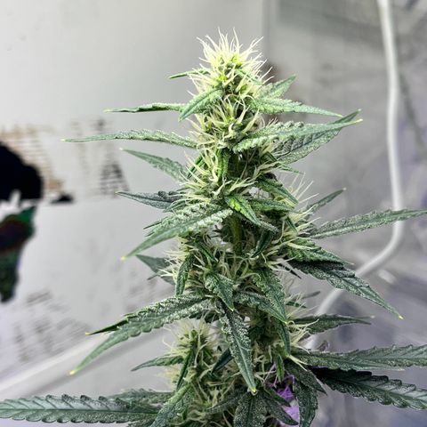 Automática Mysterious growlog timeline photo
