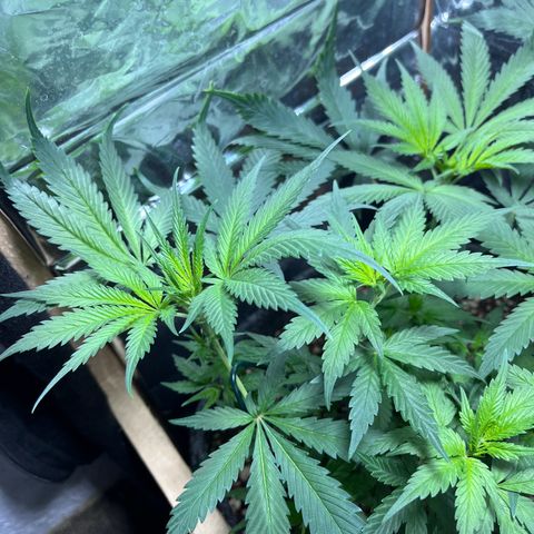 Automática Mysterious growlog timeline photo