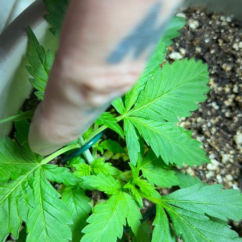 Automática Mysterious growlog timeline photo