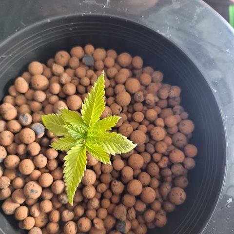 GOLD LEAF growlog timeline photo