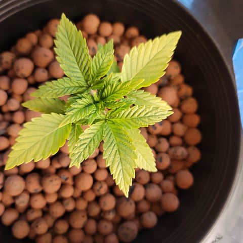 CRITICAL MASS growlog timeline photo