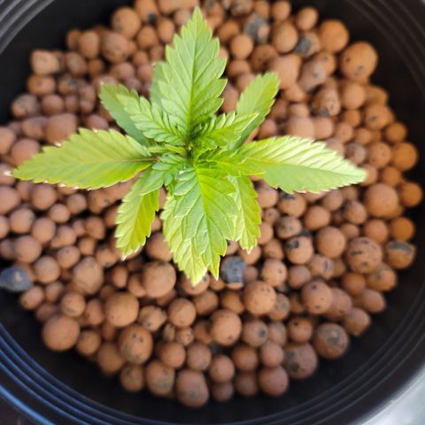 GOLD LEAF growlog timeline photo