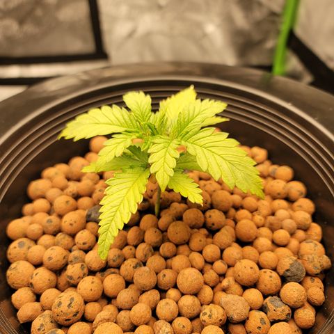 GOLD LEAF growlog timeline photo