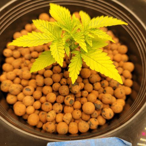 CRITICAL MASS growlog timeline photo