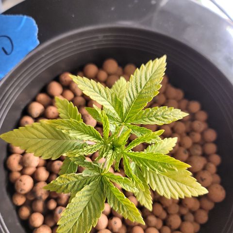 CRITICAL MASS growlog timeline photo