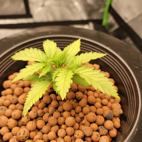 GOLD LEAF growlog timeline photo