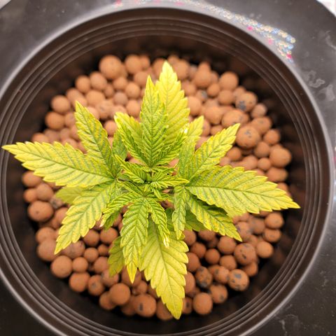 CRITICAL MASS growlog timeline photo