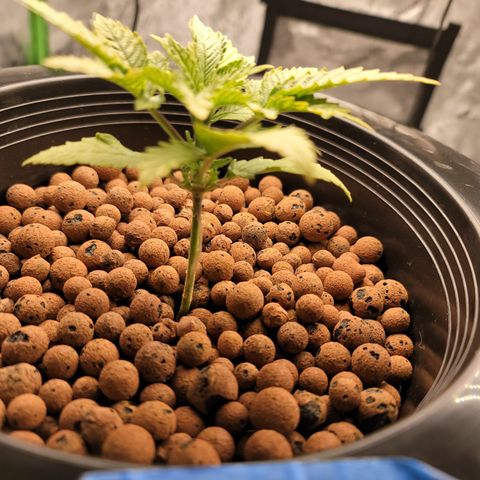 CRITICAL MASS growlog timeline photo