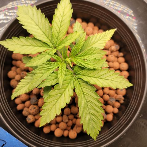 GOLD LEAF growlog timeline photo