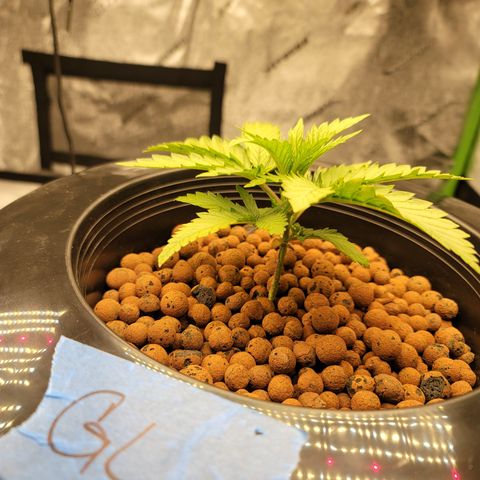 GOLD LEAF growlog timeline photo