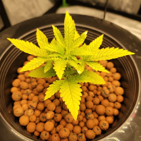 CRITICAL MASS growlog timeline photo