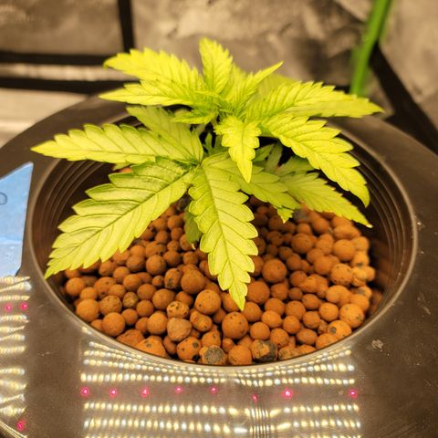 GOLD LEAF growlog timeline photo