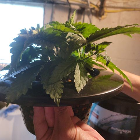 GOLD LEAF growlog timeline photo
