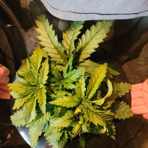 GOLD LEAF growlog timeline photo
