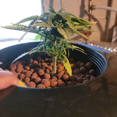 CRITICAL MASS growlog timeline photo