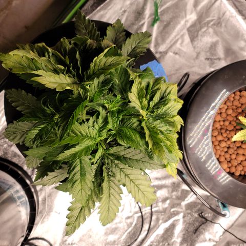 GOLD LEAF growlog timeline photo