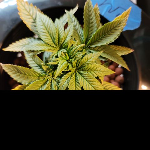 CRITICAL MASS growlog timeline photo