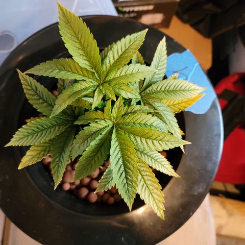 CRITICAL MASS growlog timeline photo