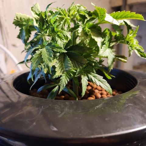 CRITICAL MASS growlog timeline photo