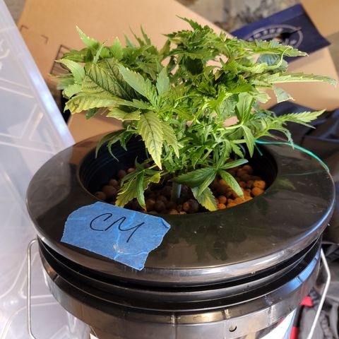 CRITICAL MASS growlog timeline photo