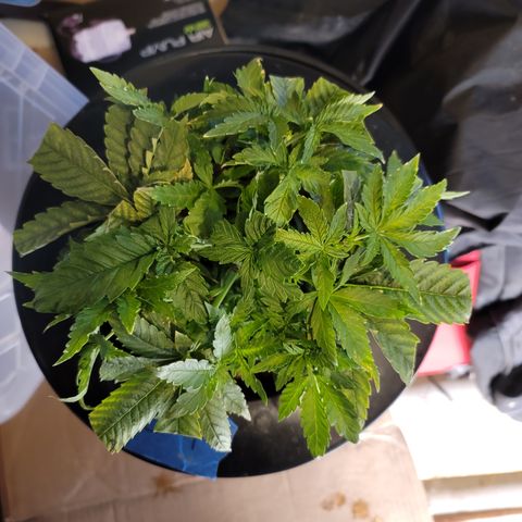 CRITICAL MASS growlog timeline photo