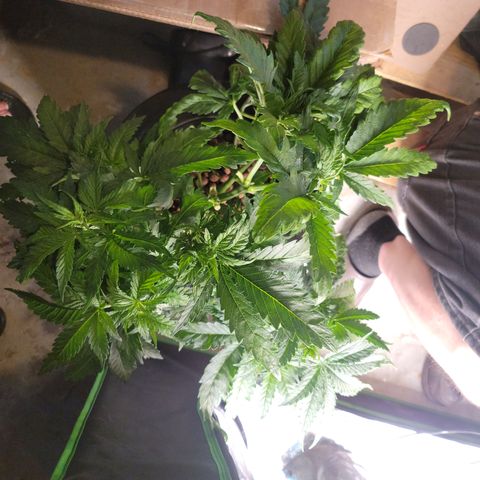 GOLD LEAF growlog timeline photo