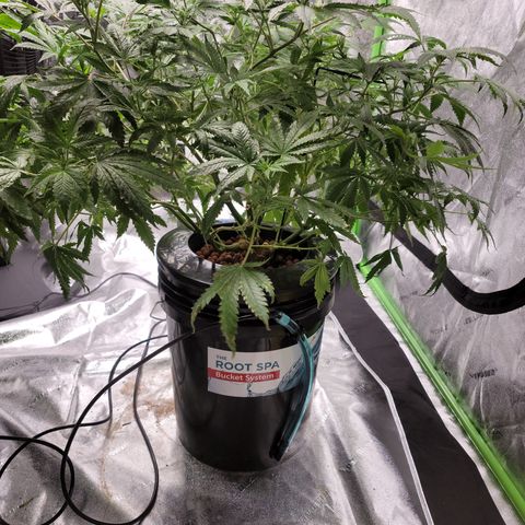 GOLD LEAF growlog timeline photo