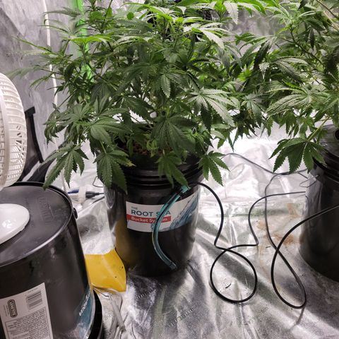 CRITICAL MASS growlog timeline photo