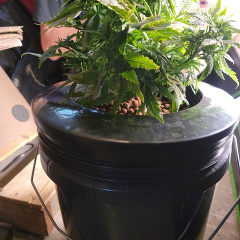 CRITICAL MASS growlog timeline photo