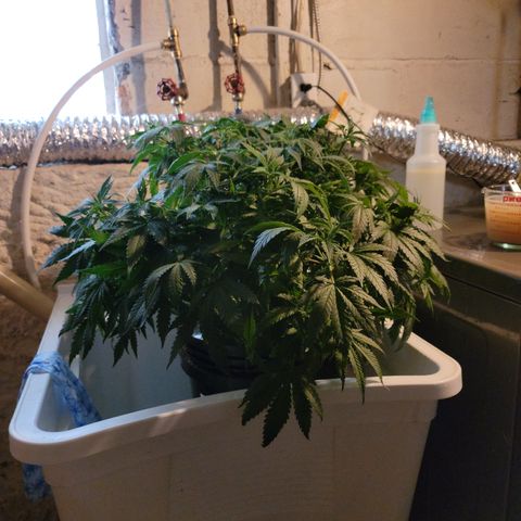 GOLD LEAF growlog timeline photo