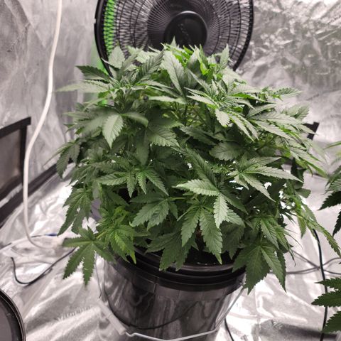 CRITICAL MASS growlog timeline photo