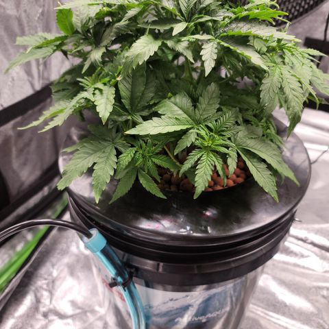 CRITICAL MASS growlog timeline photo