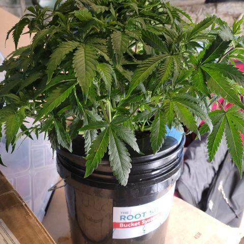 GOLD LEAF growlog timeline photo