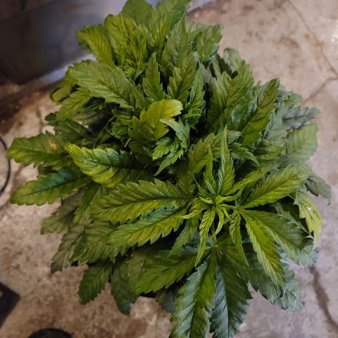 GOLD LEAF growlog timeline photo