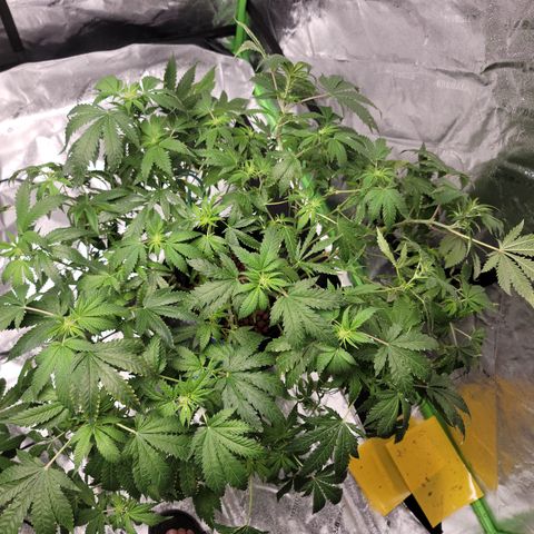 GOLD LEAF growlog timeline photo