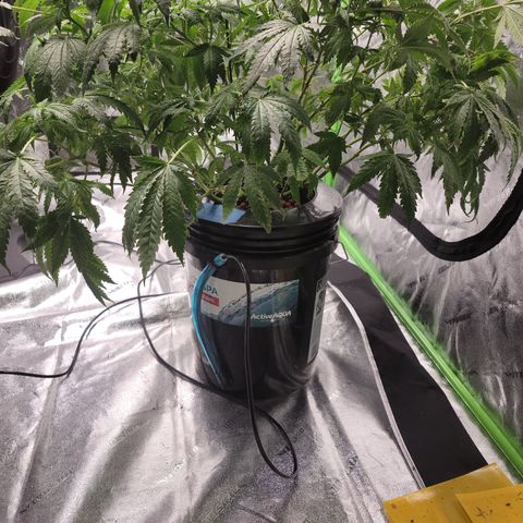GOLD LEAF growlog timeline photo