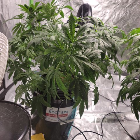 CRITICAL MASS growlog timeline photo